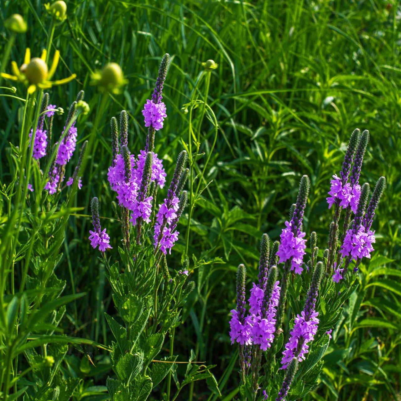 Blue Vervain vibrant purple verbena flowers with green stems in lush grass