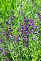Blue Vervain: vibrant purple flowers with green stems in dense field