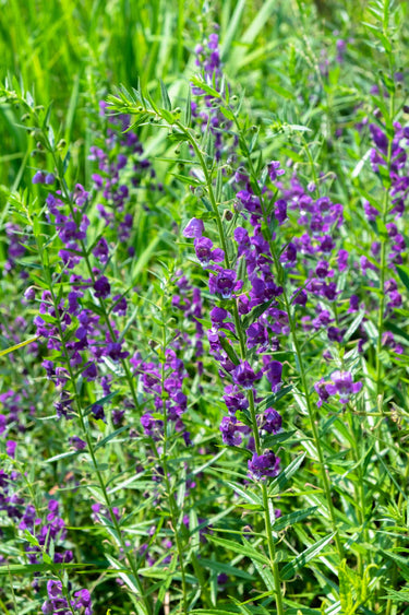Blue Vervain: vibrant purple flowers with green stems in dense field