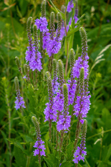 Vibrant purple Blue Vervain verbena flowers blooming in dense clusters on tall green stems