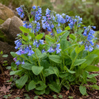 Virginia Bluebell - TN Nursery