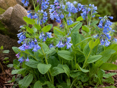 Eco Friendly Plants For Landscaping