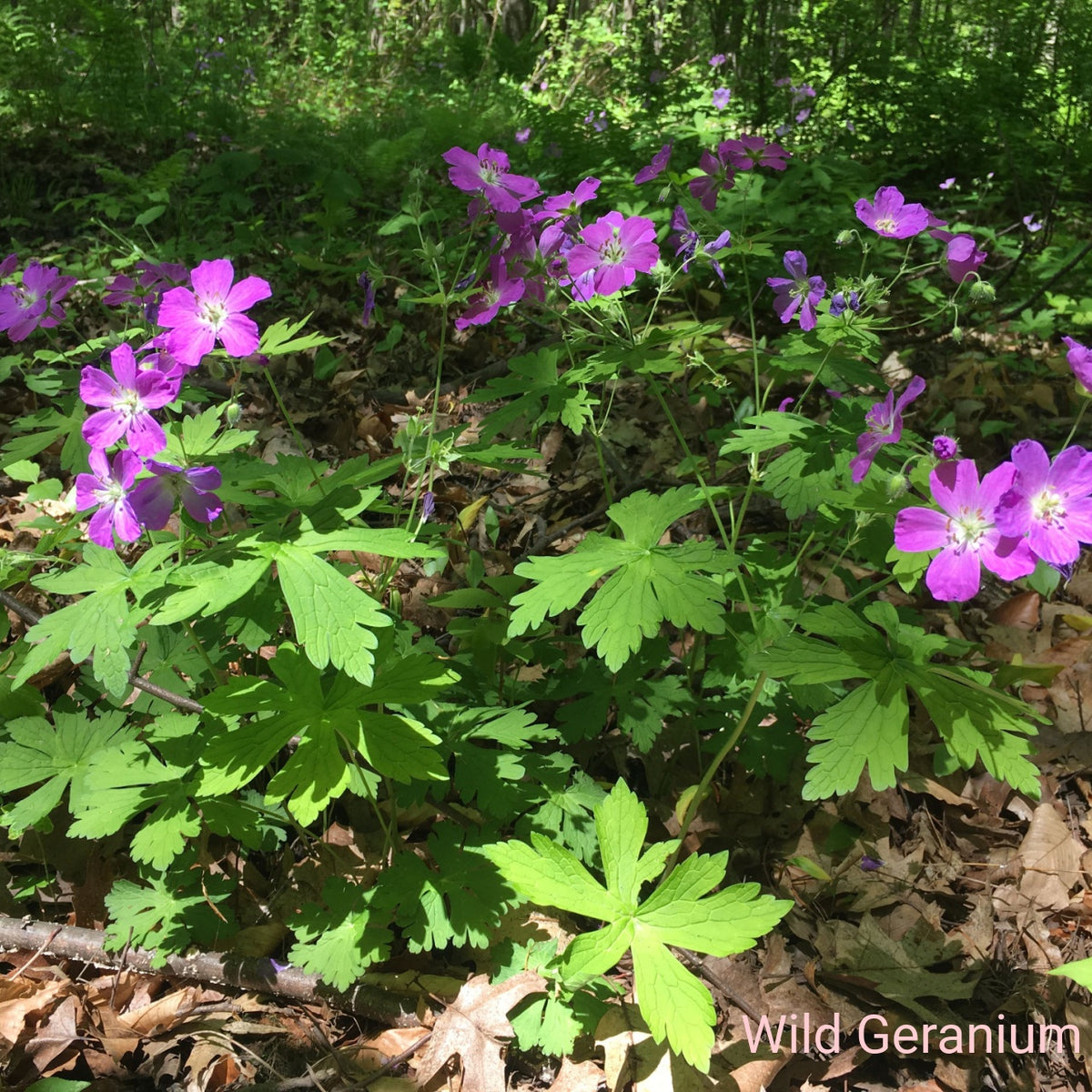 Vibrant purple wild geraniums in Blush & Bloom Trio, forest understory