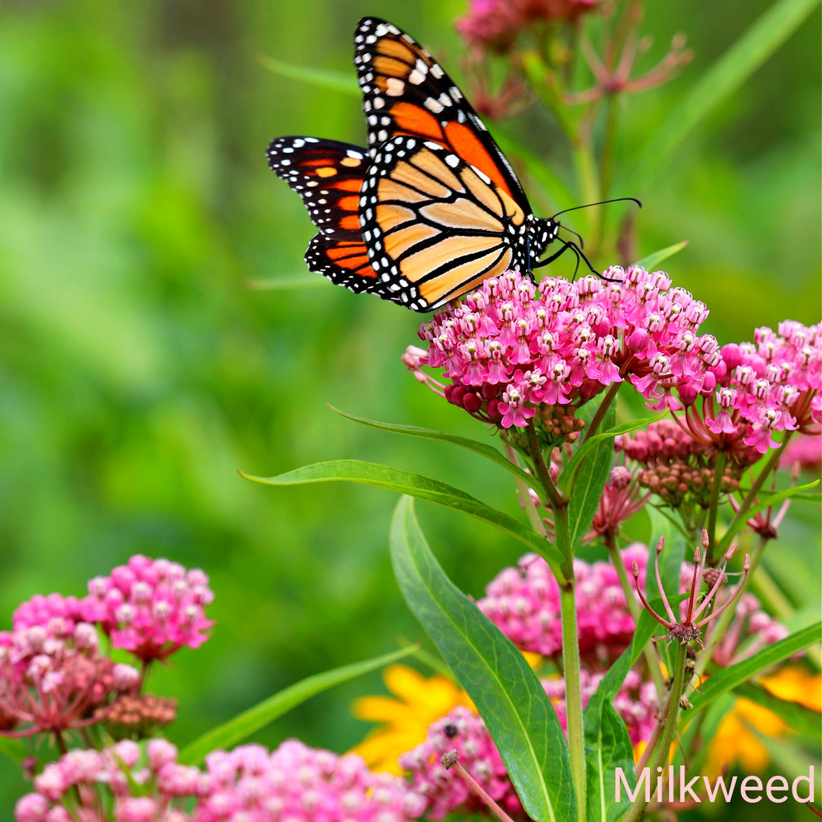 Monarch butterfly on pink milkweed in Blush & Bloom Trio