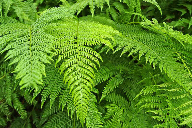 Vibrant Bracken Fern fronds with delicate feathery textures