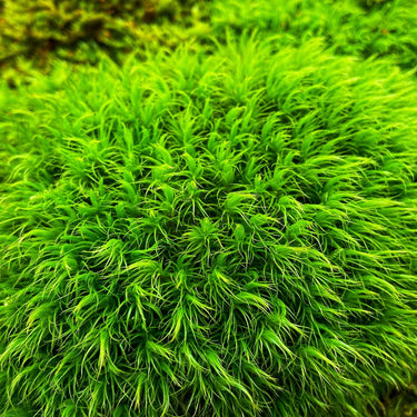 Vibrant Broom Forkmoss with feathery green filaments and lush texture