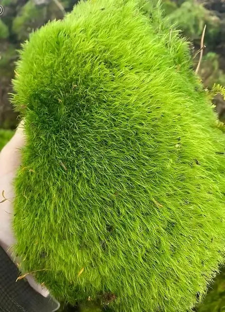 Lush green Broom Forkmoss clump with dense fluffy texture