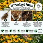 A brown eyed susan bare root planting guide infographic with four numbered steps, photos of a root ball, a glass of water, soil, and yellow flowers, plus text describing care and bloom details.