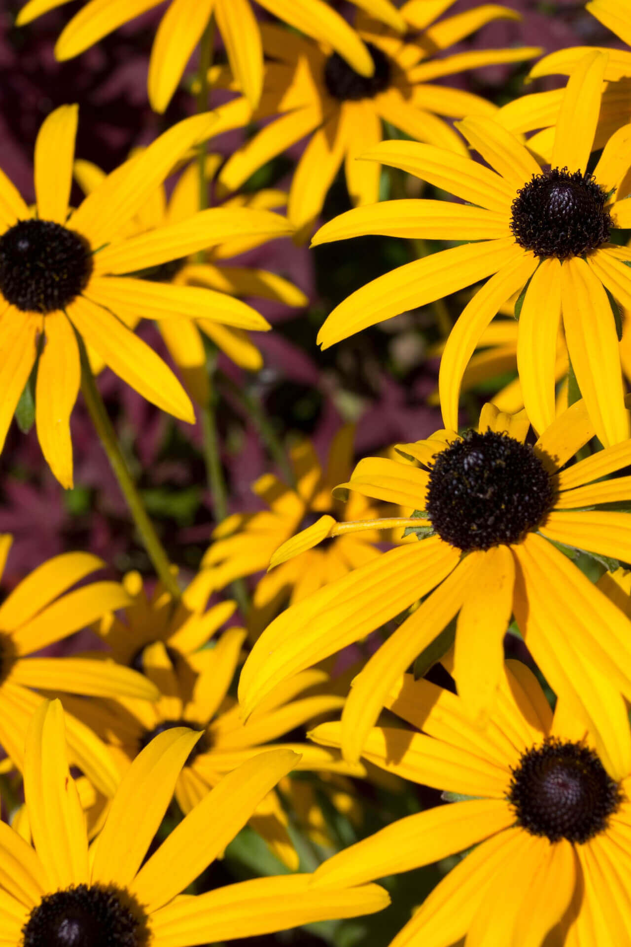 Brown Eyed Susan: bright yellow black-eyed susan flowers with dark brown centers in vibrant garden