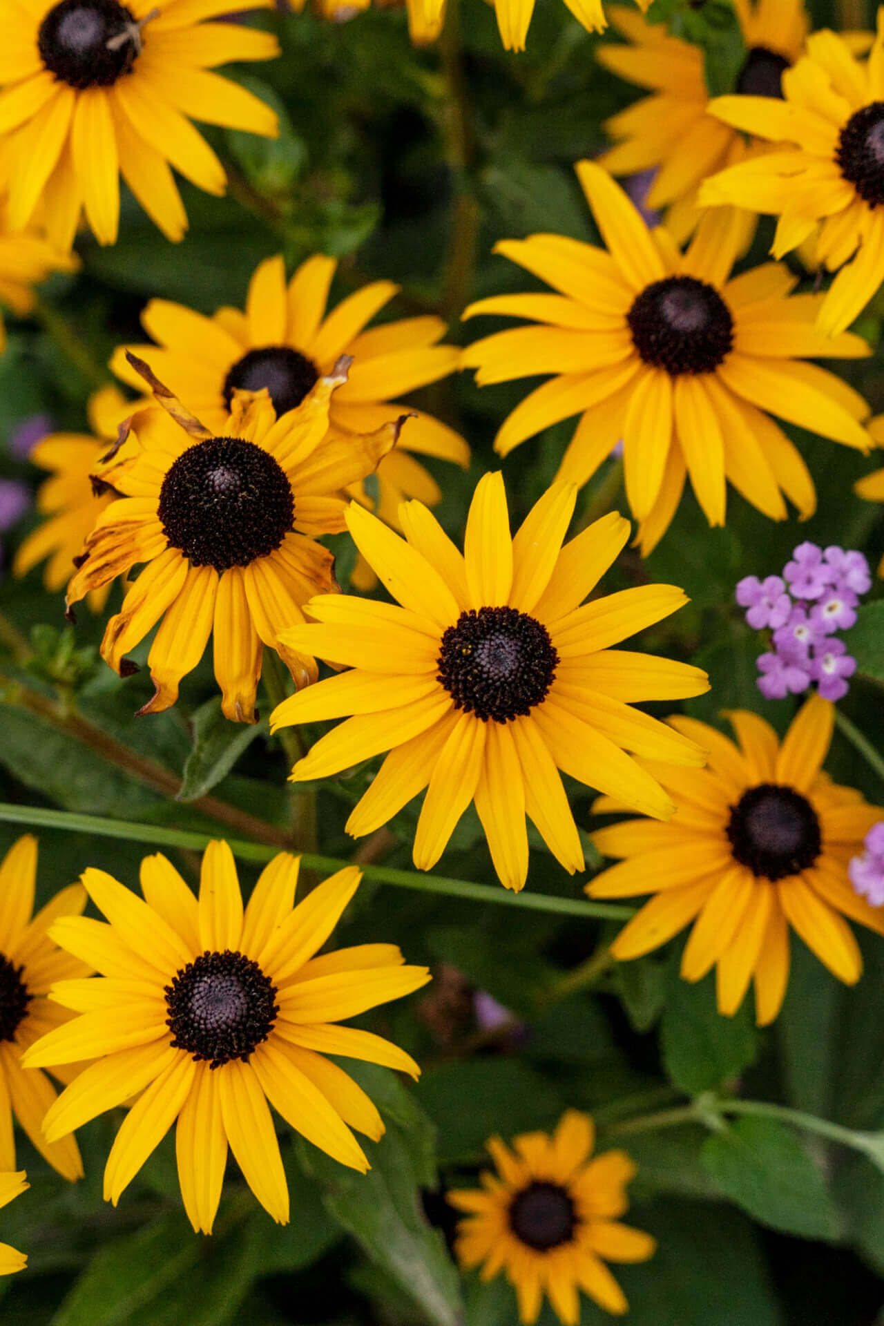 Brown Eyed Susan: bright yellow flowers with dark brown centers amid green foliage