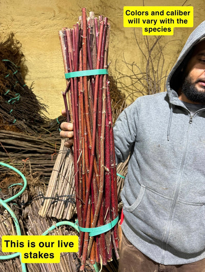 Bundle of reddish-brown live stakes tied with green straps, Brush Layer Bundles