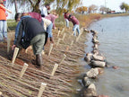 Brush Layer Bundles of reddish-brown live stakes tied with green straps