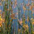 Tall green bulrush reeds with golden-brown seed heads swaying against blue sky