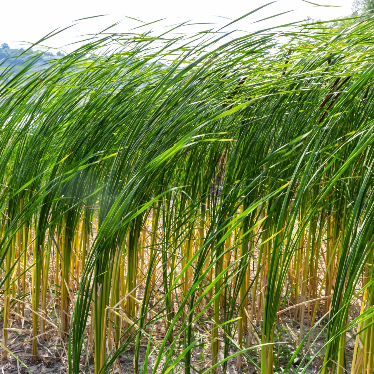 Tall slender green bulrush reeds with yellowish bases swaying in breeze