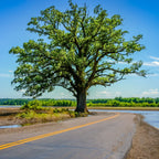 Majestic Bur Oak tree with thick trunk beside winding road, blue sky