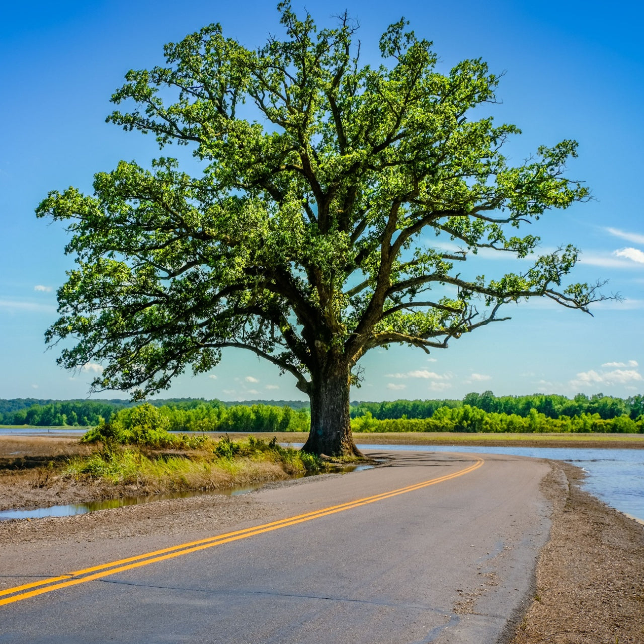 Majestic Bur Oak tree with thick trunk beside winding road, blue sky