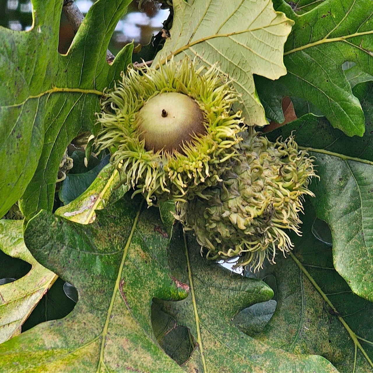 Bur oak tree green spiky acorn cap with smooth nut on oak leaves