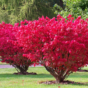 Vibrant crimson Burning Bush shrub with dense rounded foliage and woody stems