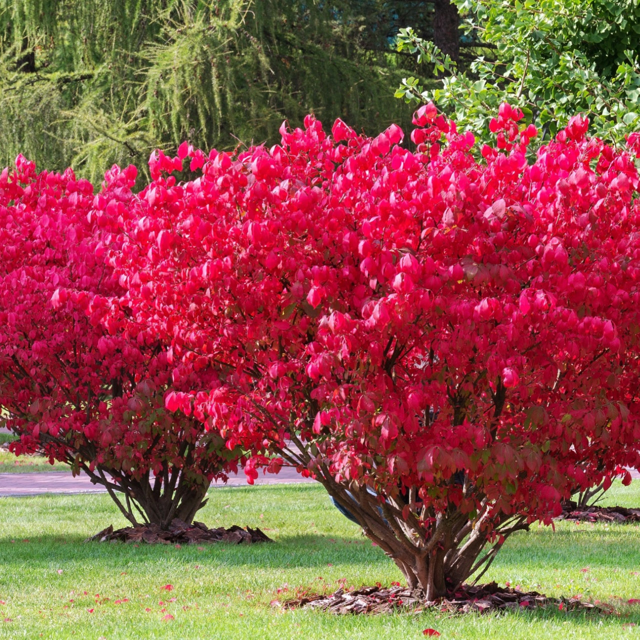 Vibrant crimson Burning Bush shrub with dense rounded foliage and woody stems