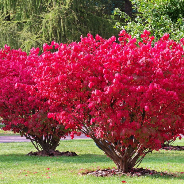 Vibrant crimson Burning Bush shrub with dense rounded foliage and woody stems