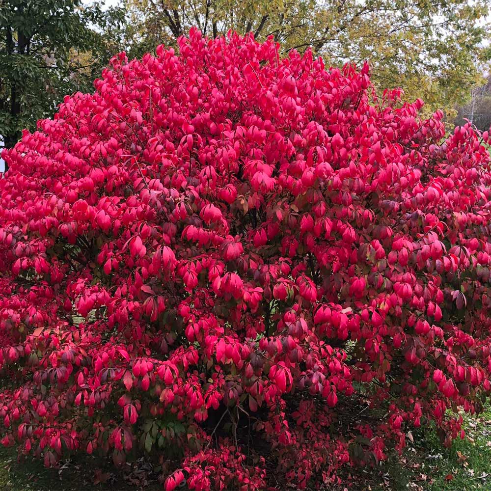 Vibrant red Burning Bush Shrub with glossy leaves in full autumn display