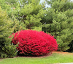 Vibrant red Burning Bush shrub with dense lush foliage