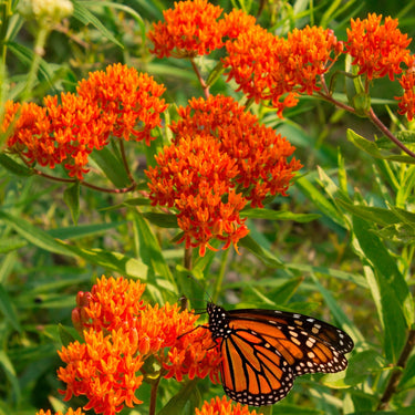 Monarch butterfly on Butterfly Milkweed Plant flowers