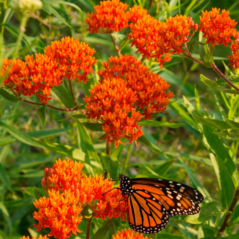 Monarch butterfly on Butterfly Milkweed Plant flowers