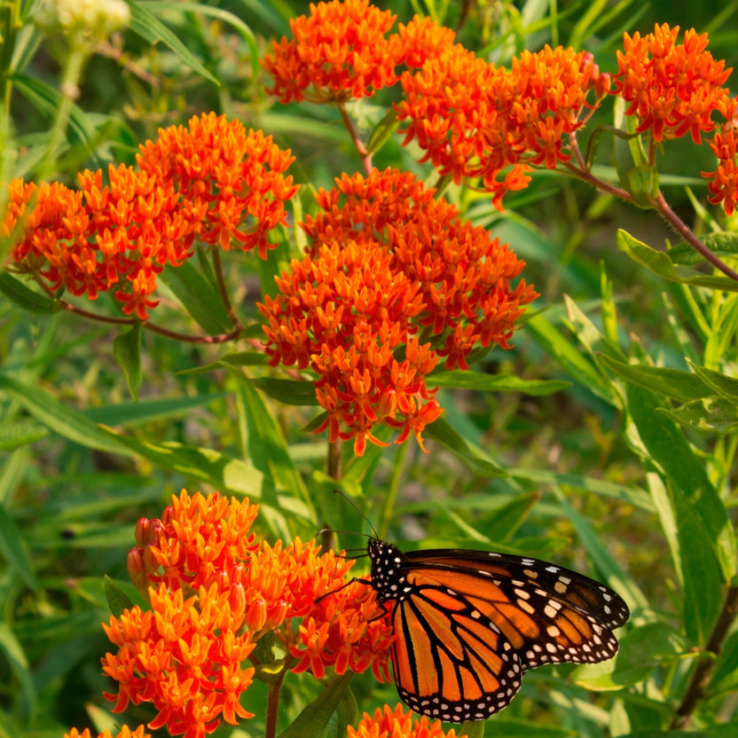 Monarch butterfly on Butterfly Milkweed Plant flowers