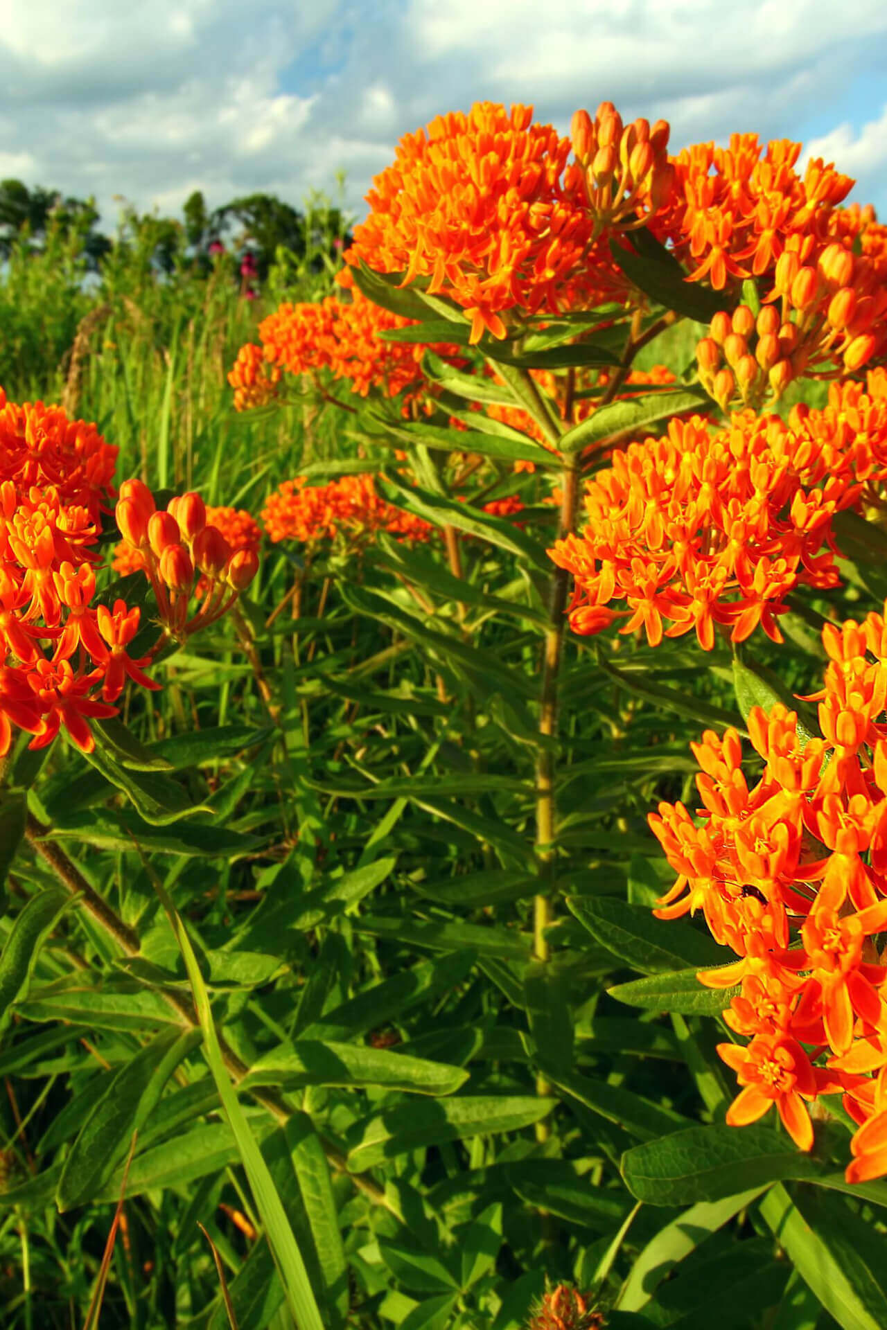 Vibrant orange butterfly milkweed flowers with green foliage