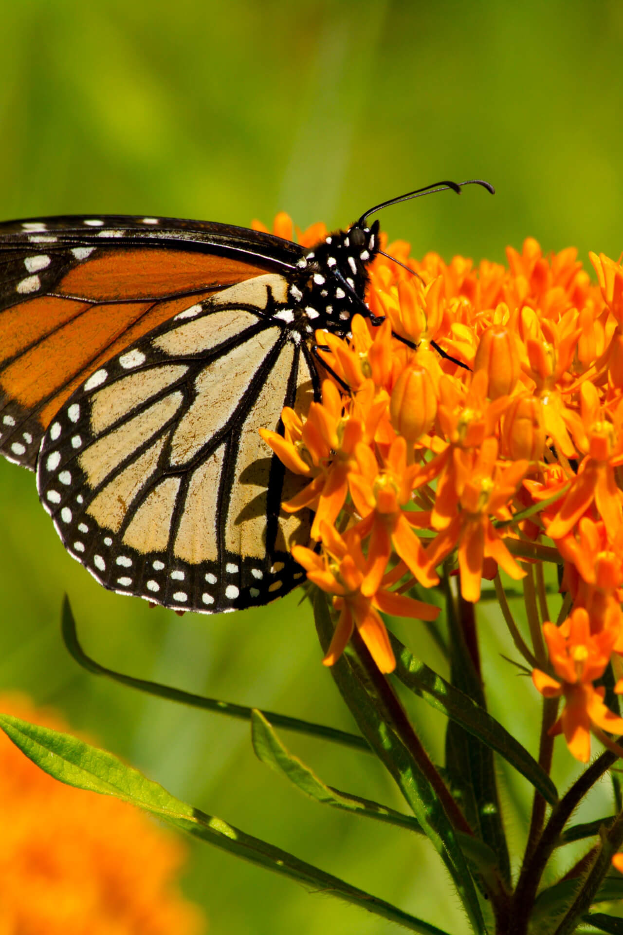 Monarch butterfly on Butterfly Milkweed orange flowers
