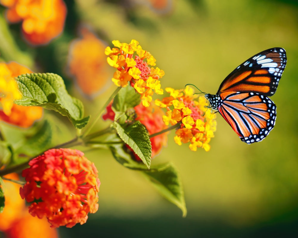A vibrant orange and black monarch butterfly with white-spotted wings perched delicately on a cluster of bright yellow flowers.