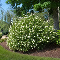 Button Bush Shrub