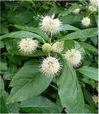 Buttonbush live stakes with white spiky spherical flowers and green leaves