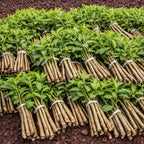 button-bush-live-stakes - TN Nursery
