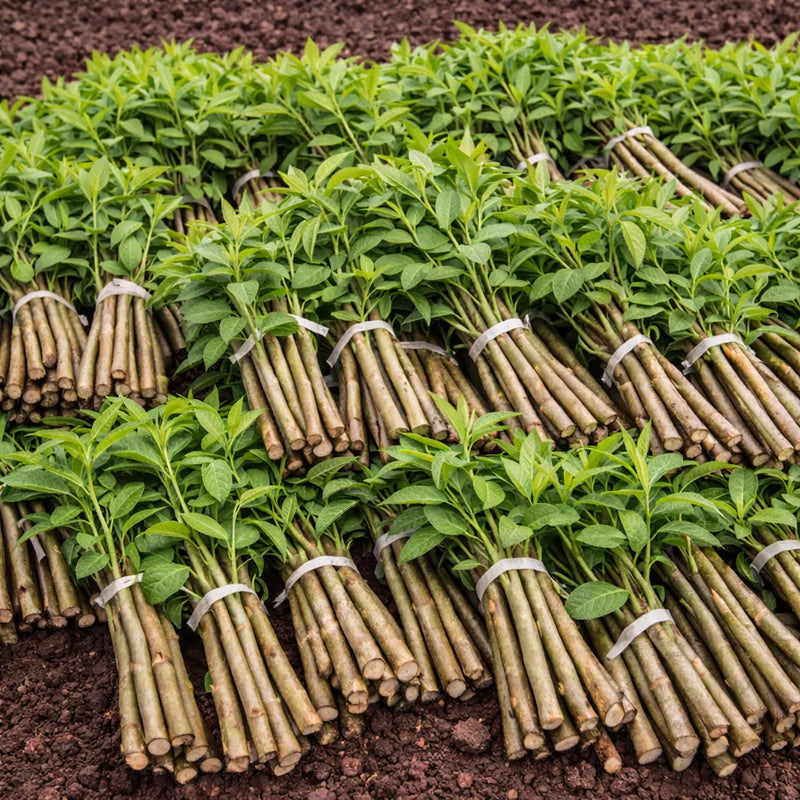 button-bush-live-stakes - TN Nursery