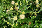 Buttonbush live stakes with green spiky spherical flowers and yellow centers