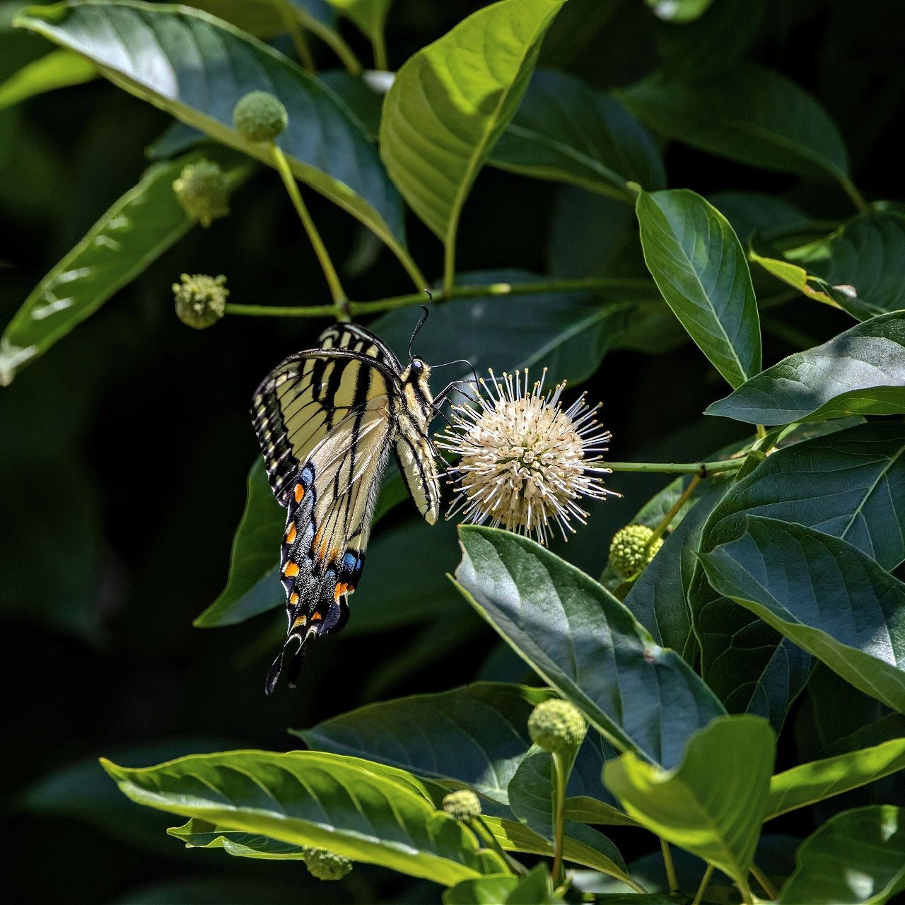 Yellow black swallowtail butterfly on Button Bush Shrub spiky white flower