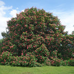 Red Buckeye Firecracker tree with vibrant pink blossoms and lush green leaves
