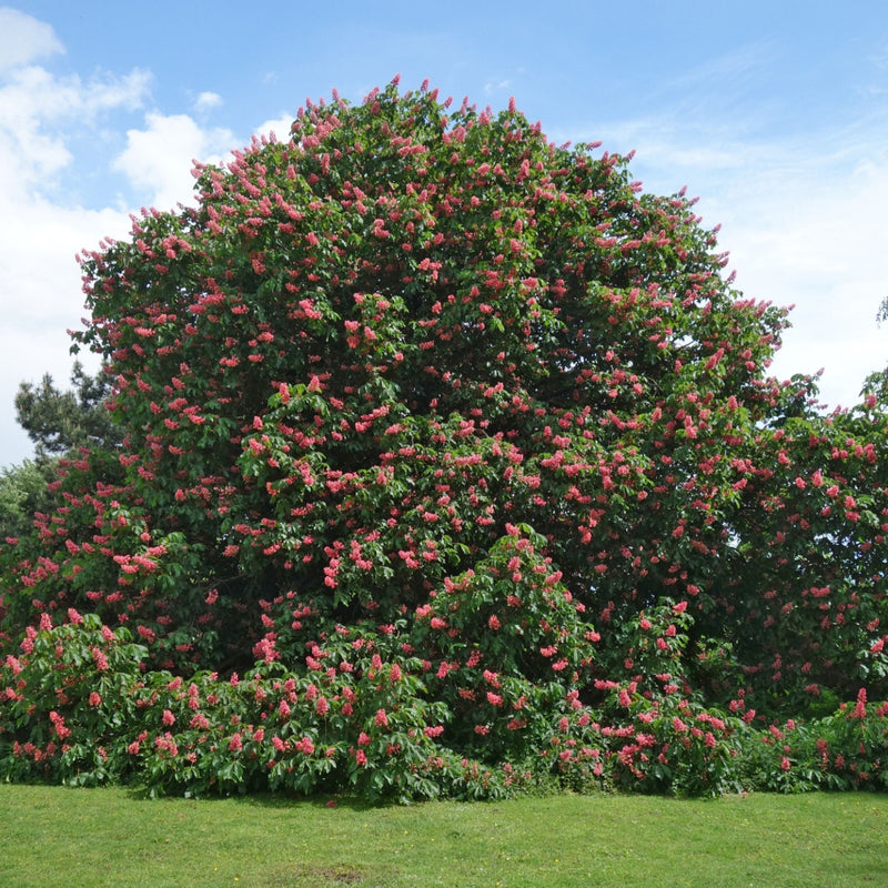 Red Buckeye Firecracker tree with vibrant pink blossoms and lush green leaves