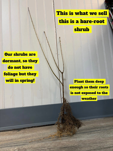 Bare-root lilac shrub with slender leafless branches and tangled brown roots