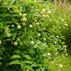 Button bush shrub with vibrant green leaves and fluffy white spherical flowers