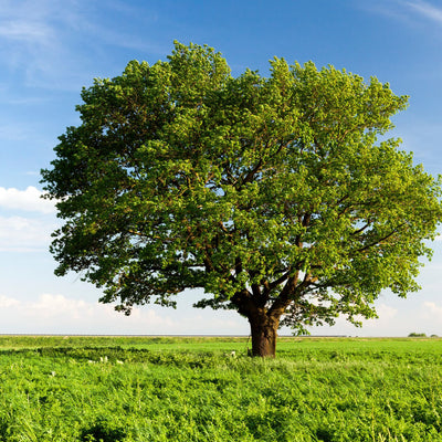 Majestic Chestnut Oak tree on sale 90% off in grassy field