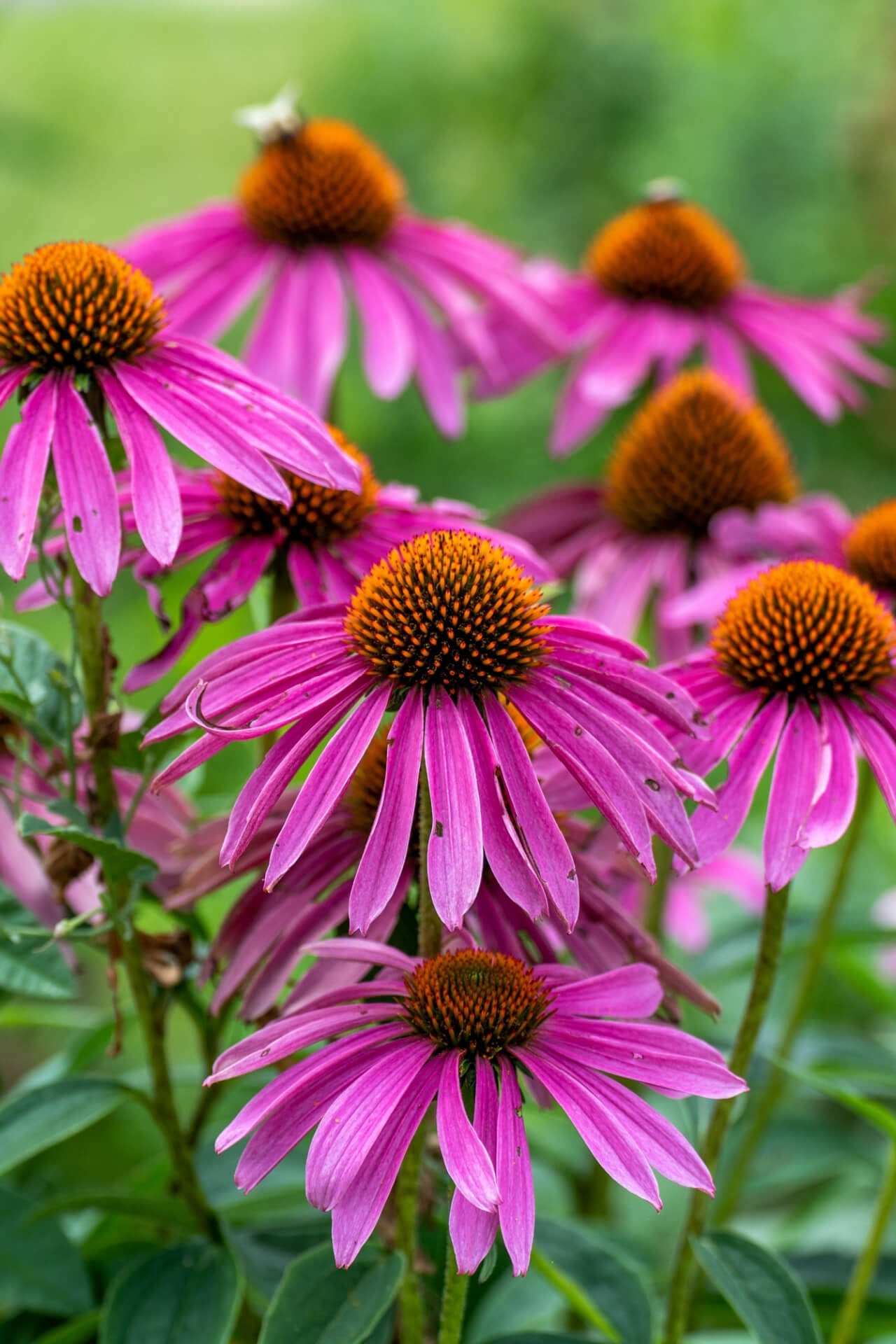 Vibrant pink coneflowers with spiky orange centers in lush green garden
