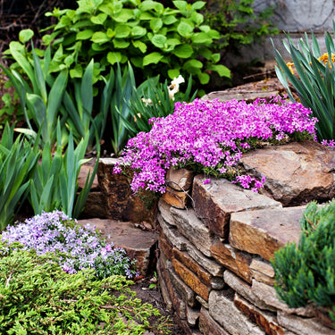 Vibrant purple creeping phlox blooms cascading over rustic stone wall