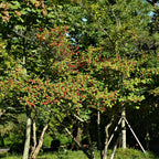Vibrant Winterberry Shrub with lush green leaves and bright red berries