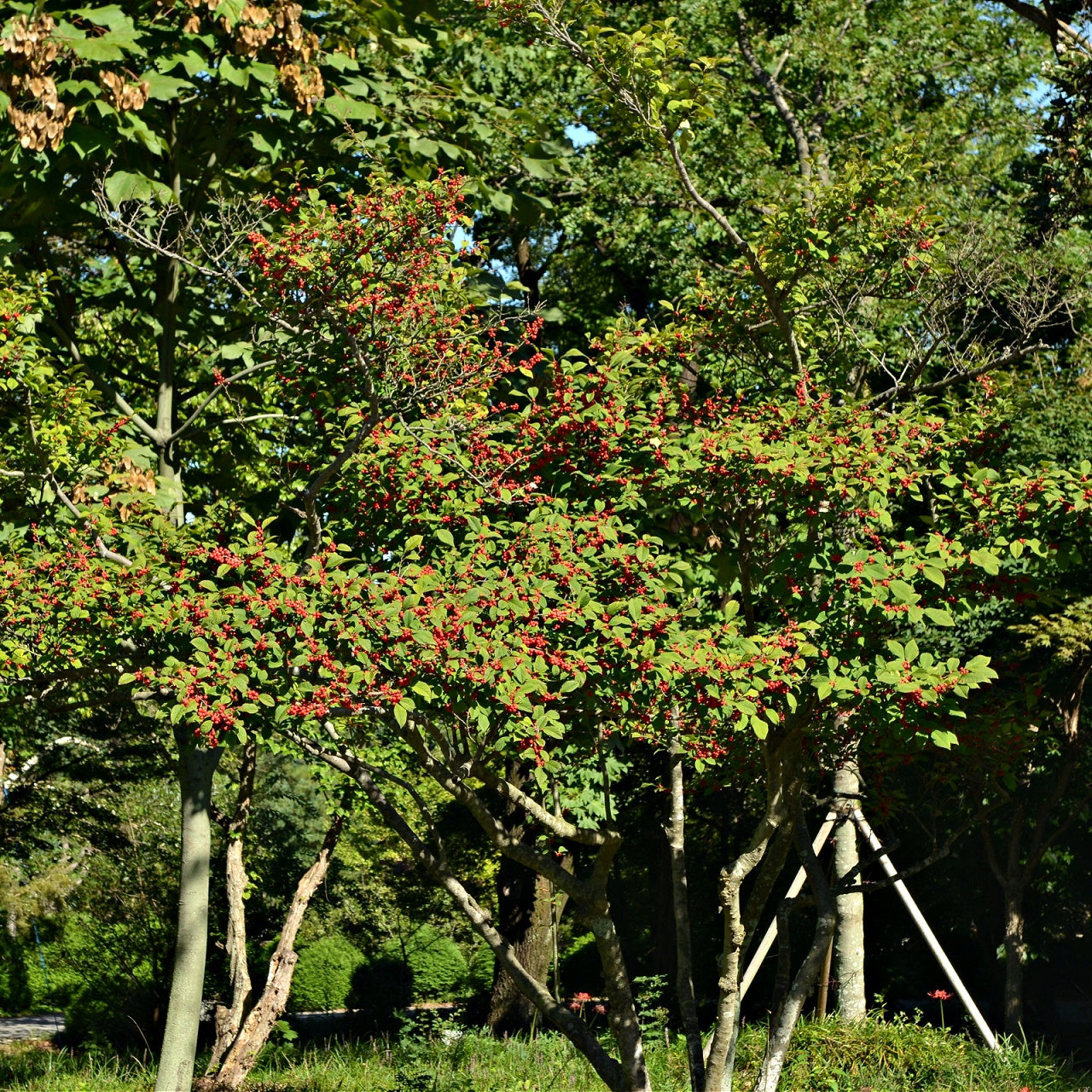 Vibrant Winterberry Shrub with lush green leaves and bright red berries