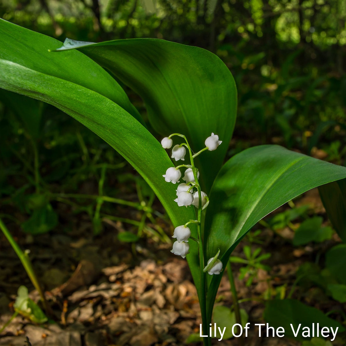 Ivory Blooming Trio: delicate white lily-of-the-valley on green stem with emerald leaves