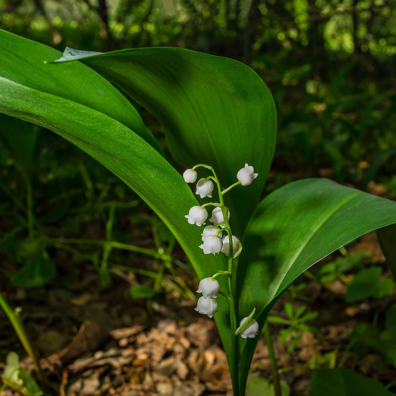 Ivory Blooming Trio: delicate white lily-of-the-valley on green stem with emerald leaves