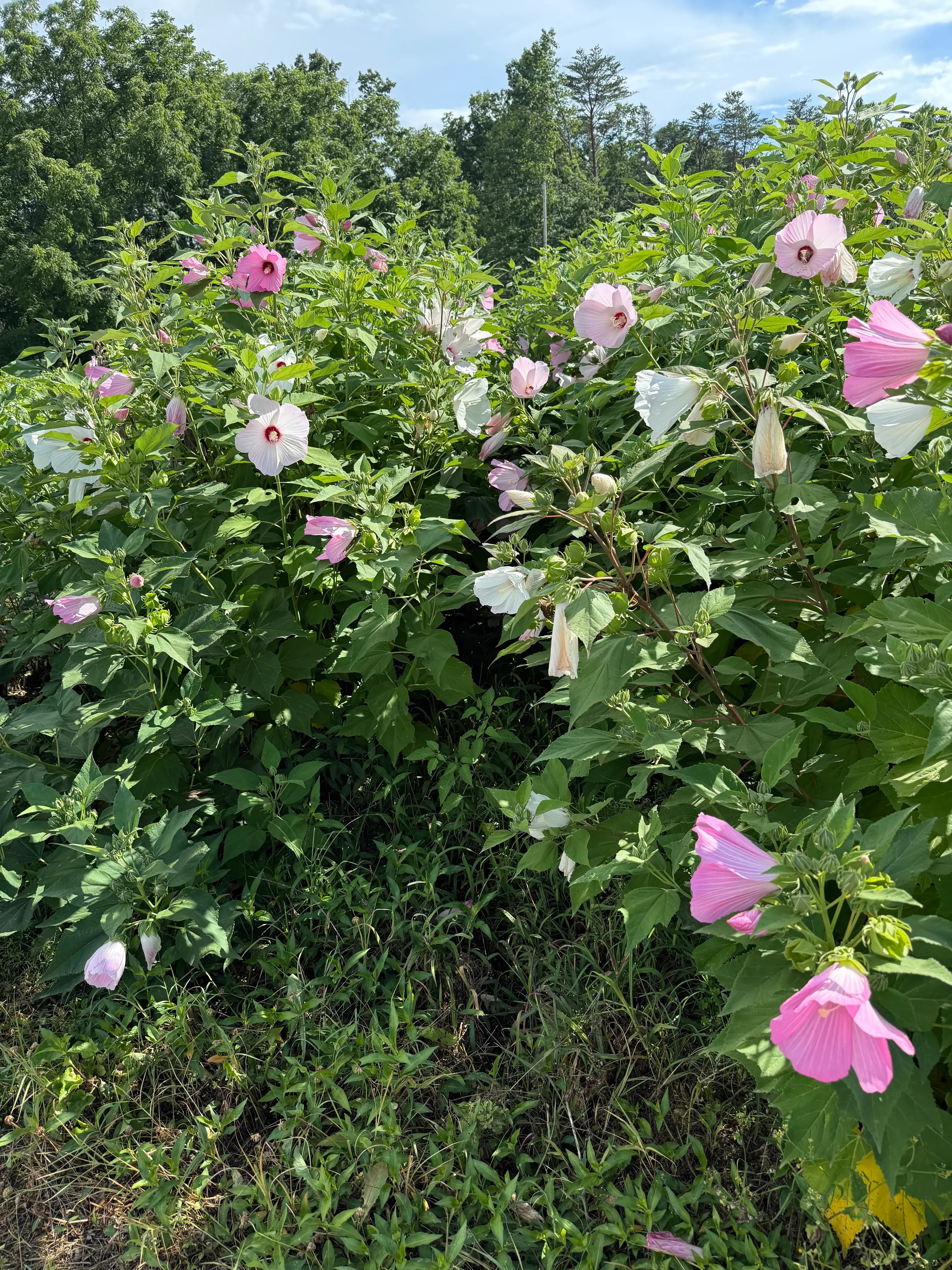 A lush rose mallow plant with pink and white hibiscus flowers and green foliage under a bright sky